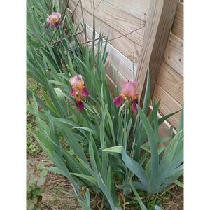 Bearded Iris‎ Rhizomes 'Indian Chief' Zone 3-10 Dug Per Order